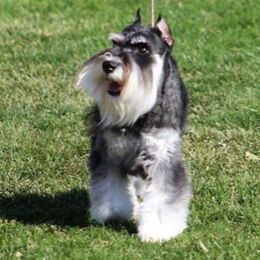 Zia - Miniature Schnauzer
