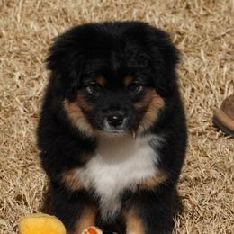 Black Tri Most Copper - Black tri female Miniature Australian Shepherd puppy in Lawton, Oklahoma from Lindsey’s Aussies