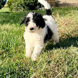 Bones - Black and white male Aussiedoodle puppy in Taylor, Missouri from Pawsitively Doodles