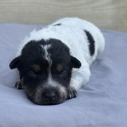 Imelda - Blue mottled female Australian Cattle Dog puppy in Seneca, Missouri from MO Morningstar Heelers