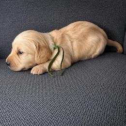 Otto - Cream male Dachshund puppy in Crandall, Texas from The Weenie Hut LLC