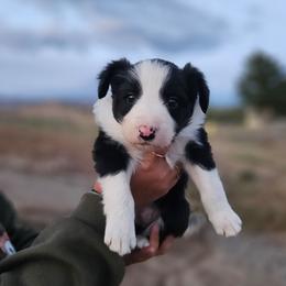 Tarragon - Black and white male Border Collie puppy in Dewey, Arizona from Fásach Stockdogs