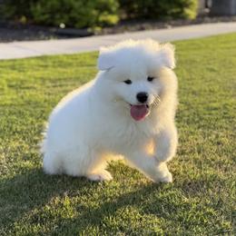 Samoyed puppies from Pure North Samoyeds