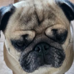 Meme - Pug