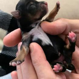 Girl 2 - female Yorkshire Terrier puppy in Willow Grove, Pennsylvania from Willow Grove Yorkie