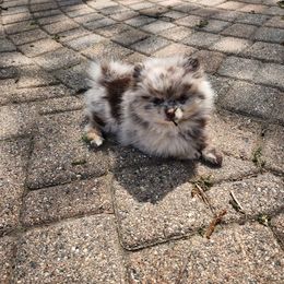 Pomeranian Puppies from Paradise Point Pomeranians
