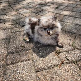 Pomeranian Puppies from Paradise Point Pomeranians