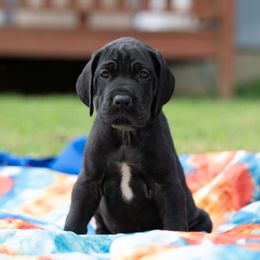 Great Dane Puppies from Genai Great Danes
