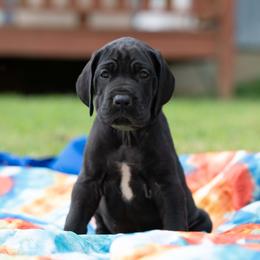 Great Dane Puppies from Genai Great Danes