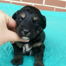 Cavapoo and Aussiedoodle Puppies from Blue Diamond Puppies