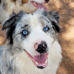 Sterling - Australian Shepherd