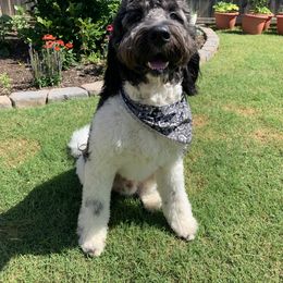 Oakley - Assorted Doodle Crosses