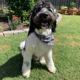 Oakley - Assorted Doodle Crosses
