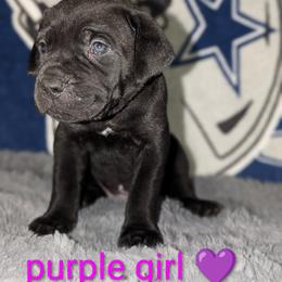 Cane Corso Puppies from Regal guardian cane corso