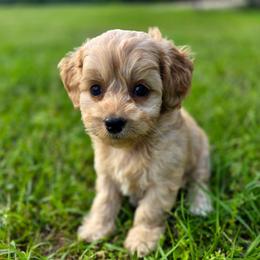 Bernie - male Cavapoochon puppy in Bullard, Texas from Cavapoochon Central LLC