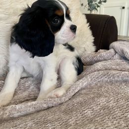 Cavalier King Charles Spaniel Puppies from Parks Cavaliers