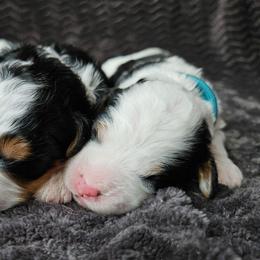 Bluey - Tri-color female Bernedoodle puppy in Granton, Wisconsin from Rose River Farms