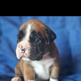 Boxer and Shih Tzu Puppies from L&L European Boxers and Shih Tzus