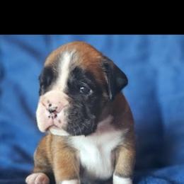 Boxer and Shih Tzu Puppies from L&L European Boxers and Shih Tzus