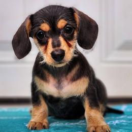 Espresso - Black and tan female Dachshund puppy in Mount Sherman, Kentucky from Kaleidoscope Dachshunds and Whippets