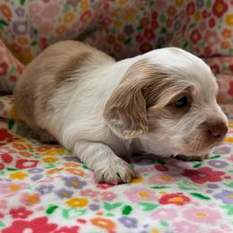 Boy 2 - Cream male Dachshund puppy in Andalusia, Alabama from Sweet Home Alabama Dachshunds