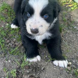 Charlie - Black tri male Miniature Australian Shepherd puppy in Lebanon, Oregon from Two Pines Mini Aussies