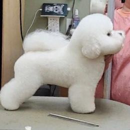 Bichon Frise All Grown Up from Phantom Bichons