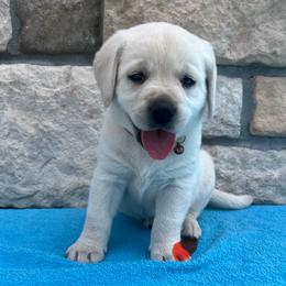 Boy 2 - male Labrador Retriever puppy in Mansfield, Missouri from Leadhill Labs