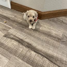 Sam - Cream male Havapoo puppy in Brookings, South Dakota from Hofer Pups
