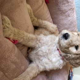 Goldendoodle Puppies from Joanna Wise