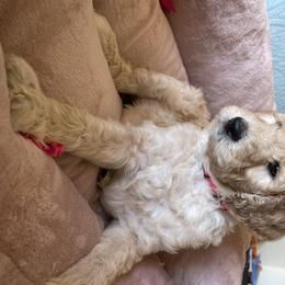 Goldendoodle Puppies from Joanna Wise