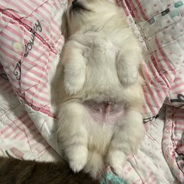 Pomeranian Puppies from Brumback Poms