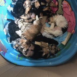 Biewer Terrier and Yorkshire Terrier Puppies from Niko Kennel