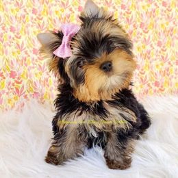 Yorkshire Terriers from Heavenly Sent Like a Dream Yorkies