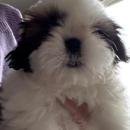 Jimmy - Gold and white male Shih Tzu puppy in Redmond, Oregon from Jazzie Shih Tzu