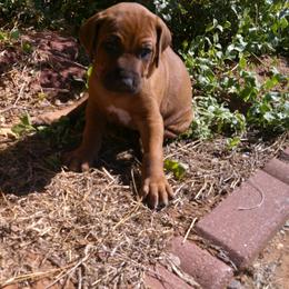 Ranger - Red wheaten male Rhodesian Ridgeback puppy in Carney, Oklahoma from River Run Parson Russell terriers & River Run Ridgebacks