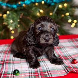 Dasher - Brindle male Dachshund puppy in Kingman, Arizona from Diddle Bros Dachshunds