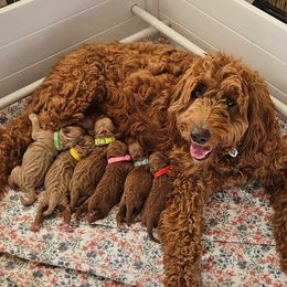 Goldendoodle puppies from Grace N Faith Doodles