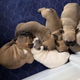 French Bulldog puppies from Dirty Paws Breeding