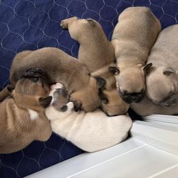 French Bulldog puppies from Dirty Paws Breeding