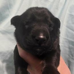 Turquoise - Sable male German Shepherd puppy in Oscoda, Michigan from Sstar