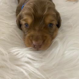 Arlo-blue collar-2500 - Chocolate and tan male Dachshund puppy in Great Bend, Pennsylvania from Dashing Doxies