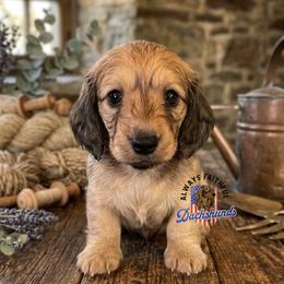 Pixel - Cream female Dachshund puppy in Waverly, Ohio from Always Faithful Dachshunds