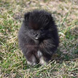 Pomeranian Puppies from Pomeranians Montana