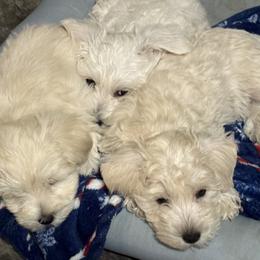 Miniature Schnauzers and Schnoodles from Behind the Beard Schnauzers