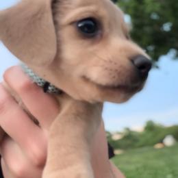 Dachshund Puppies from Doxie Darlings VA