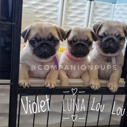Pug Puppies from Companion Pups