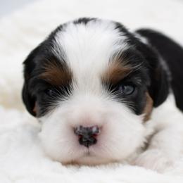 Uno - Tri-color male Cavalier King Charles Spaniel puppy in Hendersonville, North Carolina from Grayfinn House