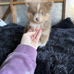 Boy 1 - Chocolate parti male Pomeranian puppy in El Sobrante, California from Little Lovers Kennels, LLC