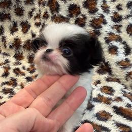 Boy 1 - Black and white male Japanese Chin puppy in Little Rock, Arkansas from Montra Japanese Chin & Cavalier King Charles Spaniels